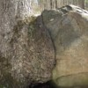North Kingstown RI Tree Swallowing a Boulder